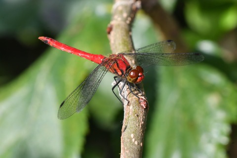 DSC_0963_20191005_081318