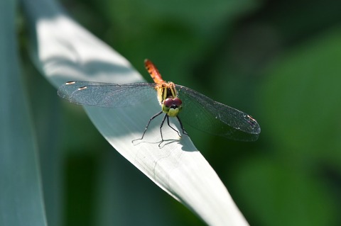 DSC_9096_20190817_080240