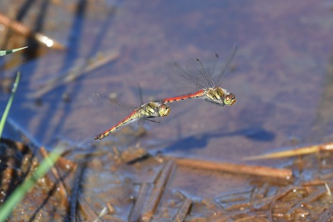 DSC_0554_20190915_075309