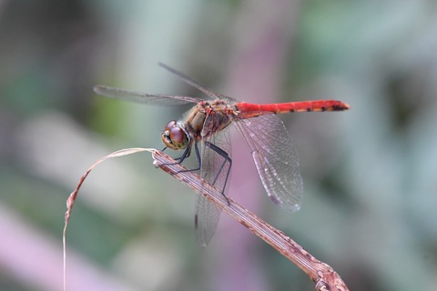 DSC_1199_20191005_100554