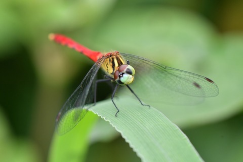 DSC_9653_20190901_082619