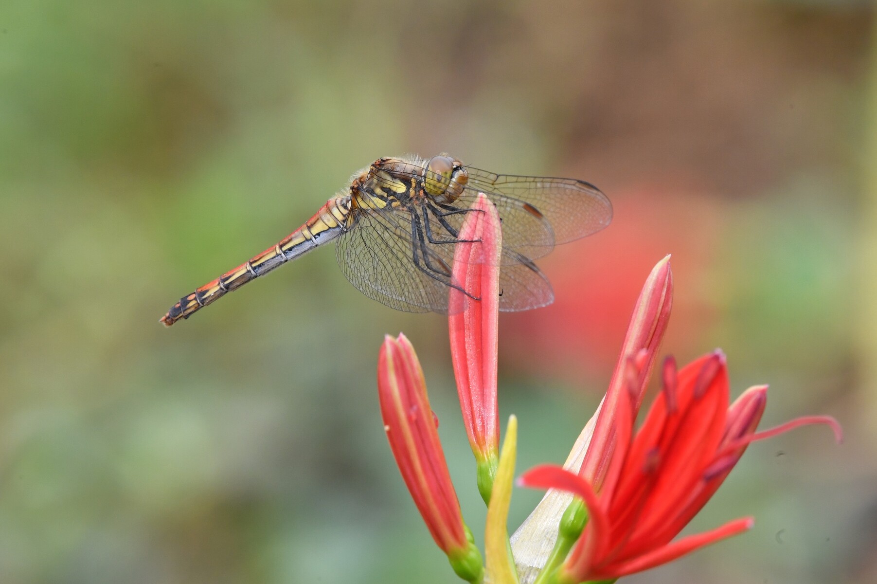 沼は秋の装い 蜻蛉散歩 模型日記 分室 自然観察トンボ 鳥 Byフランクパパ 沼は秋の装い 蜻蛉散歩 模型日記 分室 自然観察トンボ 鳥 Byフランクパパ