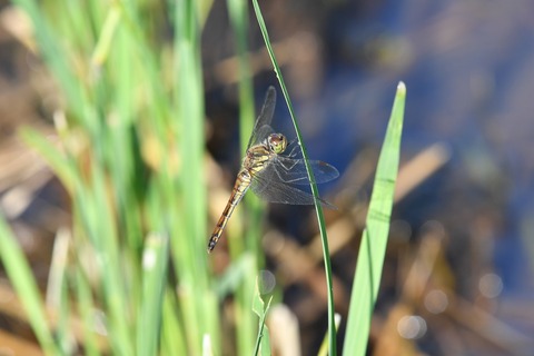 DSC_0588_20190915_080158