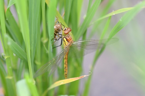 DSC_6108_20190623_100622