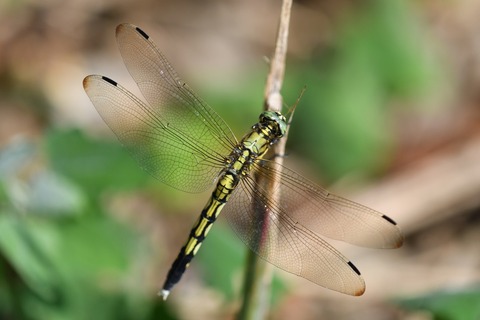 DSC_9014_20190816_142034