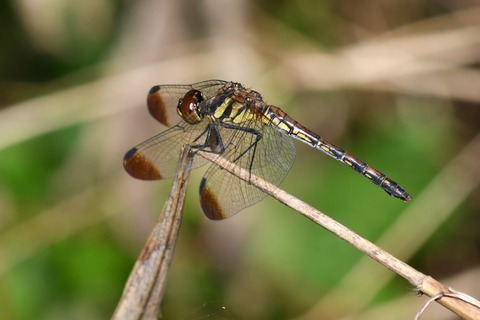 DSC_0958_20191005_081155