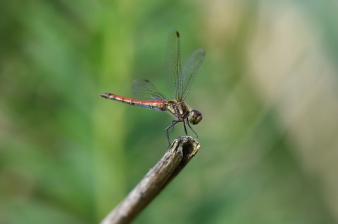 DSC_0820_20190922_100947