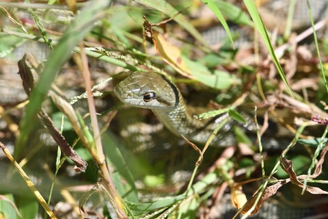 DSC_1009_20191005_085329