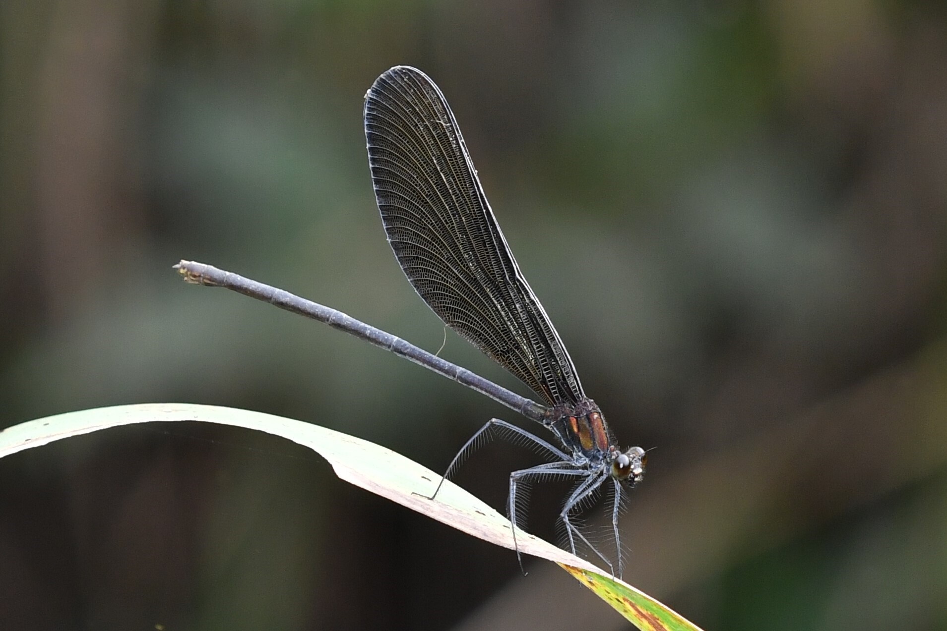 久々の蜻蛉散歩 アキアカネ降臨せず 蜻蛉散歩 模型日記 分室 自然観察トンボ 鳥 Byフランクパパ