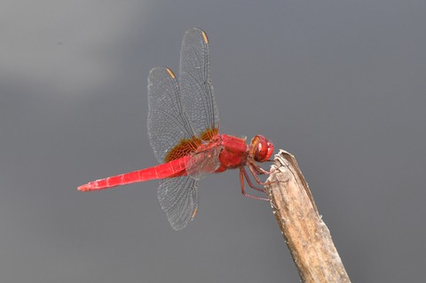 DSC_4412_20200712_101627