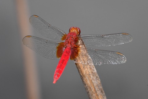 DSC_4431_20200712_102042