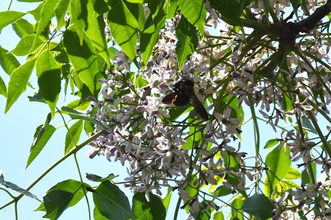 DSC_4830_20190526_094022