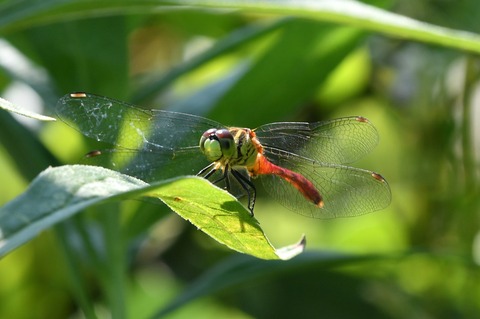 DSC_9406_20190825_094619