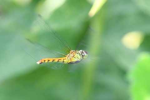 DSC_9116_20190817_080756