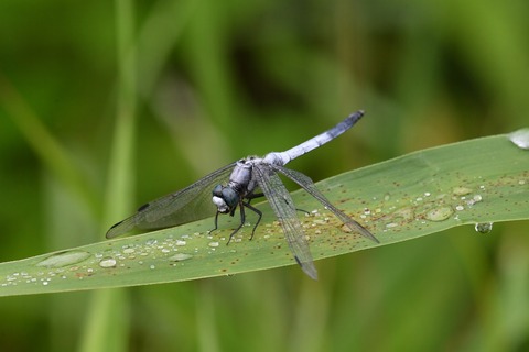 DSC_6066_20190623_083741