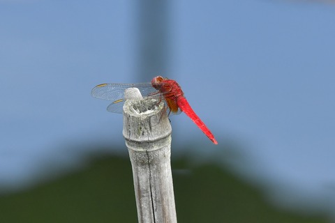 DSC_6434_20190713_090552