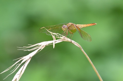 DSC_9673_20190901_084426