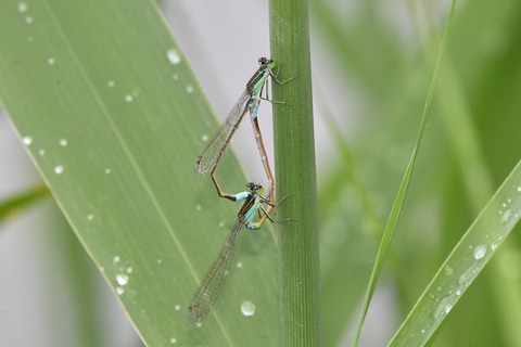 DSC_6072_20190623_083935