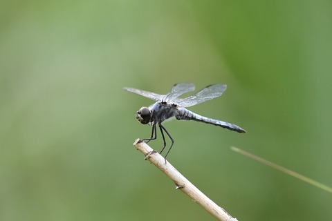 DSC_6094_20190623_094831