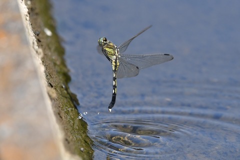 DSC_9227_20190818_085641