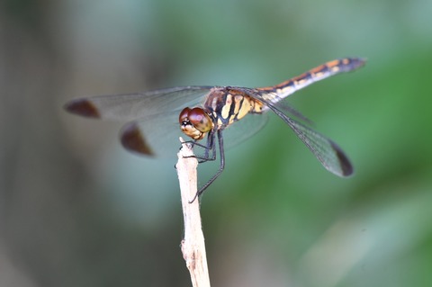 DSC_0932_20191005_074028