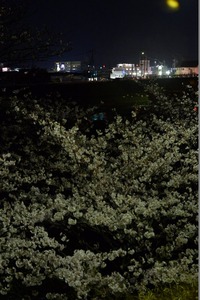 NDF_8401_19118