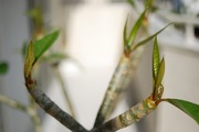 s-DSC_0002_9303