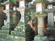 春日大社2