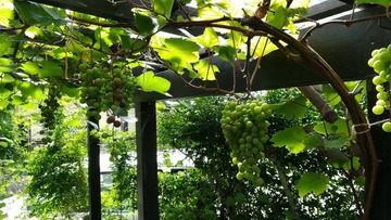 s-IMG_20200731_100923
