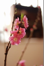 s-DSC_0006_6911