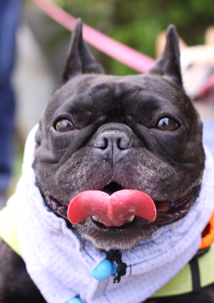 ５月ブヒ会のお知らせと4月ブヒ会の回顧