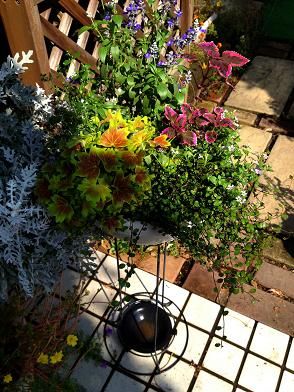 カインズホームでお花 Free Gのblog カインズホームでお花 Free Gのblog