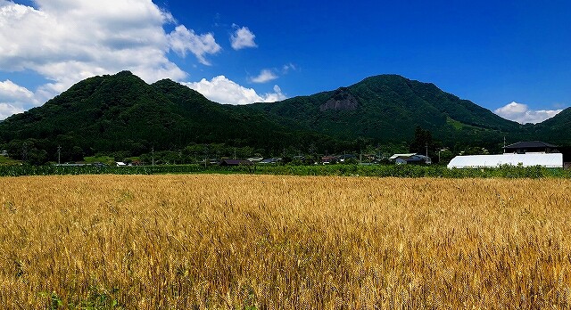 IMG_1341