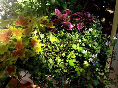 カインズホームでお花 Free Gのblog