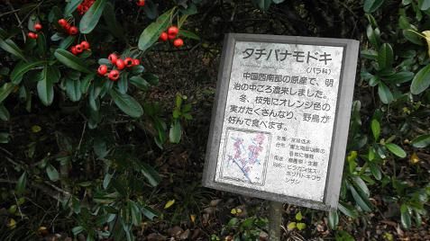イメージ 43