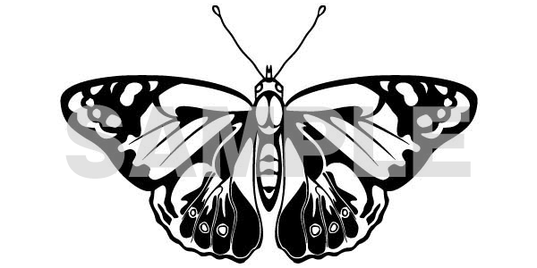 蝶々