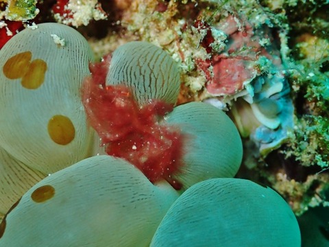 P2160072 (640x480)