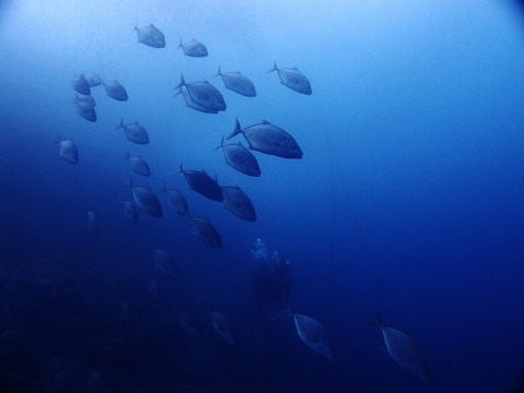 P8094656 (640x480)