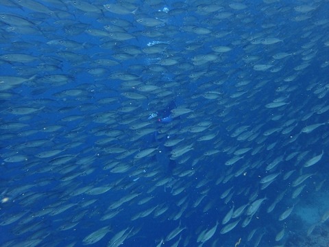 P2220217 (640x480)
