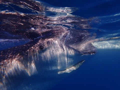 P3060007 (640x480)