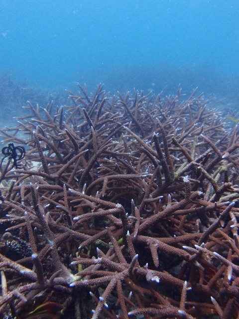 P1201914 (480x640)