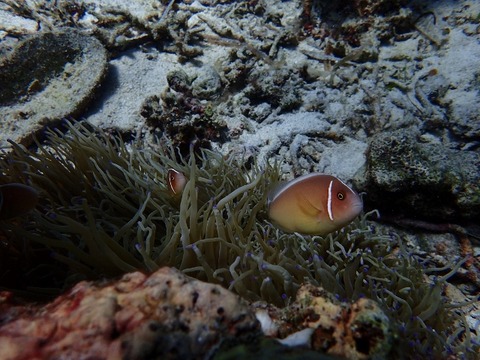 P5050605 (640x480)