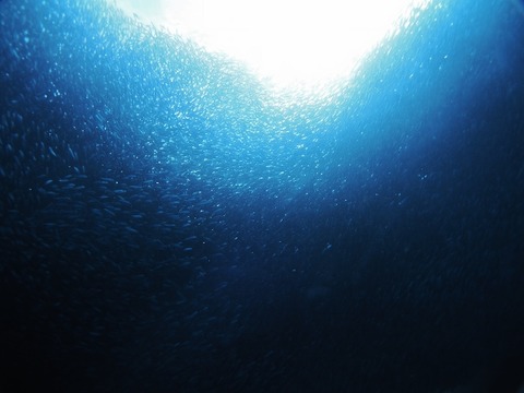 P1020358 (640x480)