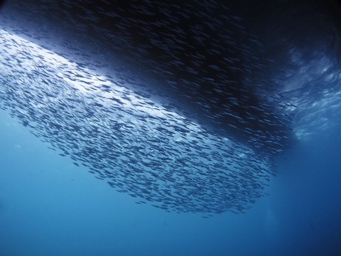 P9180158 (640x480)