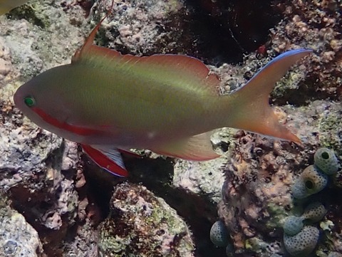 IMG_20260525_153329