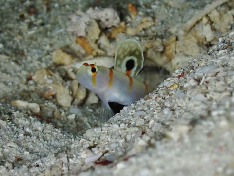 PB030058 (640x480)