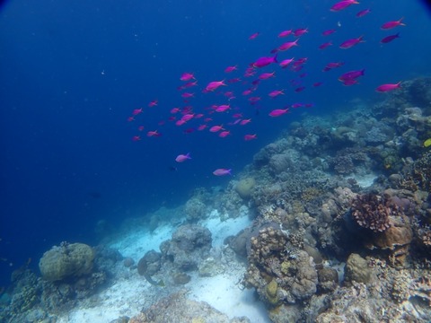 P2010036