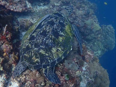 Messenger_creation_16F04852-C1A0-468B-9910-62B32F46CFC7