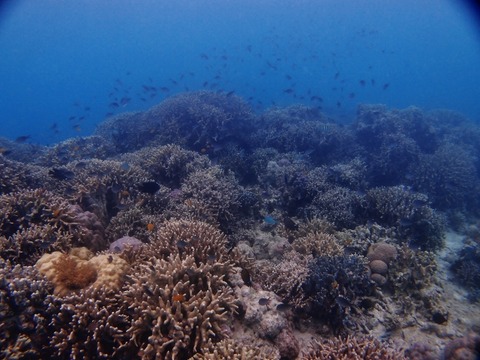P3128916 (640x480)
