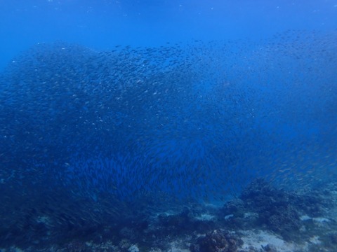 P4270059